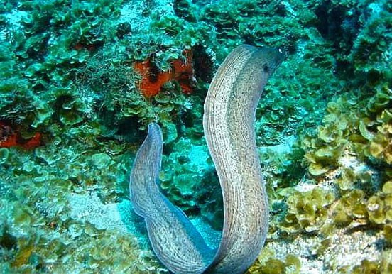 see marine life in Costa Teguise through scuba diving