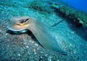 stingray in Costa Teguise underwater