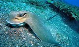 stingray in Costa Teguise underwater