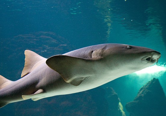 dive with sharks in Lanzarote