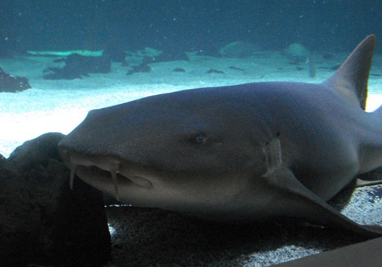Lanzarote shark diving