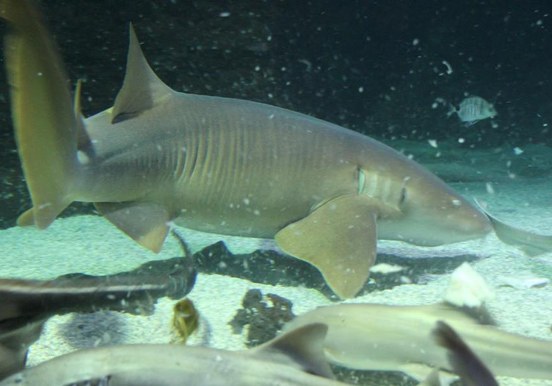 shark diving in Aquarium of Lanzarote