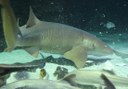 shark diving in Aquarium of Lanzarote