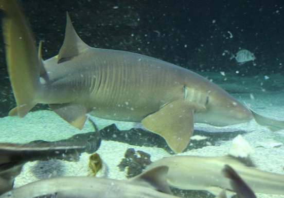 shark diving in Aquarium of Lanzarote