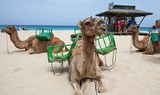 Sand Dunes National park attractions in Fuerteventura
