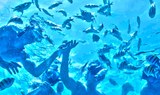 snorkel in the clear waters of Lobos