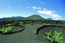 wine plantation in La Geria