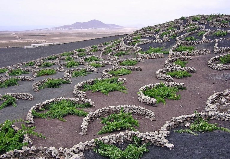 La Geria the wine region of Lanzarote.jpg