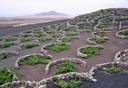 La Geria the wine region of Lanzarote.jpg