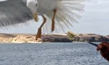 spot a bird via sailing in Lanzarote