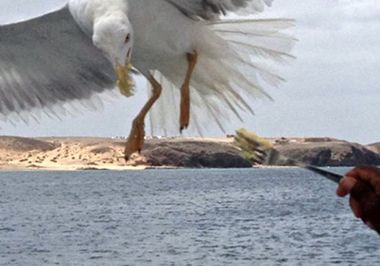 spot a bird via sailing in Lanzarote