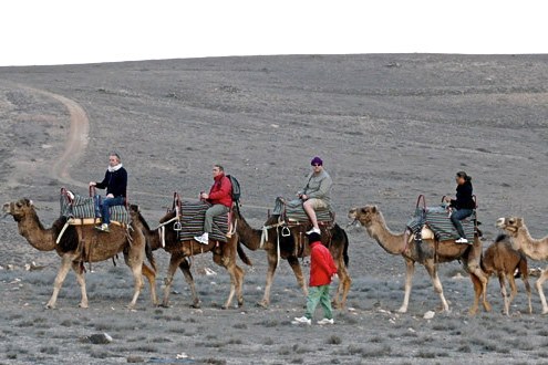 camel safari on sandy landscapes in Lanzarote
