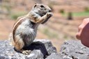 Adoreable chipmunk Morro Velosa viewpoint.jpg