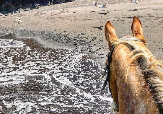 Horse riding Tour Lanzarote El Pozo beach.jpg
