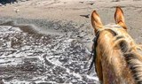 Horse riding Tour Lanzarote El Pozo beach.jpg