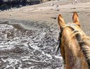 Horse riding Tour Lanzarote El Pozo beach.jpg