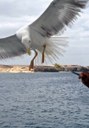 spot a bird via sailing in Lanzarote