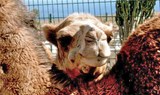 camel in Lanzarote