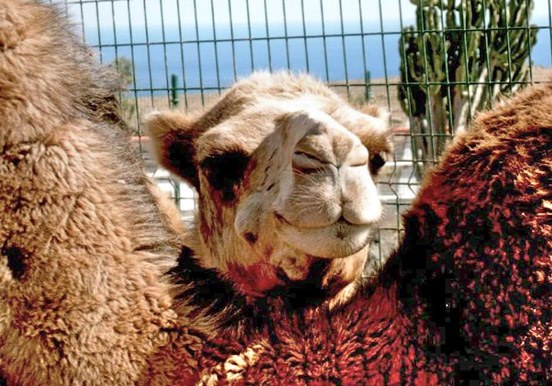 camel in Lanzarote