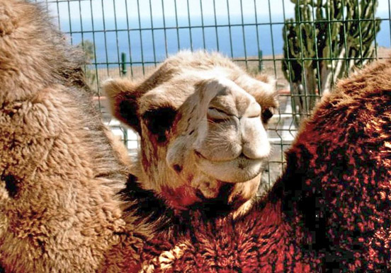camel in Lanzarote