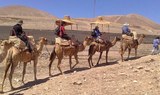 camel safari in Lanzarote