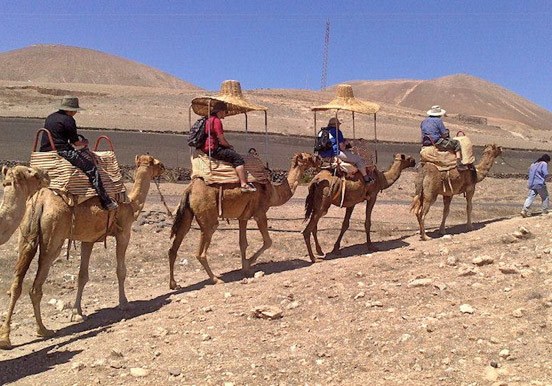 camel safari in Lanzarote