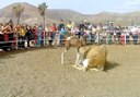 Lanzarote camel safari