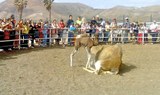Lanzarote camel safari