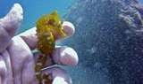 seahorse in Lanzarote underwater