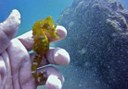 seahorse in Lanzarote underwater