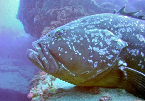 see marine life through diving in Lanzarote