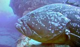 see marine life through diving in Lanzarote