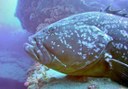see marine life through diving in Lanzarote