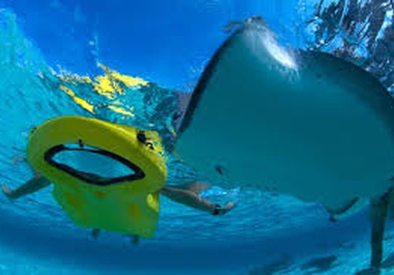 see sea creatures thru glass bottom snorkelling