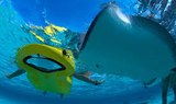 see sea creatures thru glass bottom snorkelling