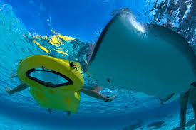 see sea creatures thru glass bottom snorkelling