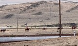 horse riding in Lanzarote