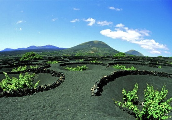 wine plantation in La Geria