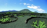 wine plantation in La Geria