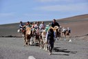 Camel ride Lanzarote.jpg