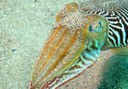 marine life in Lanzarote underwater