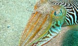 marine life in Lanzarote underwater