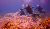 open water diving in Lanzarote