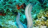 see marine life in Costa Teguise through scuba diving