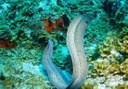see marine life in Costa Teguise through scuba diving