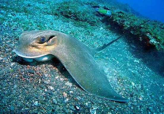 stingray in Costa Teguise underwater