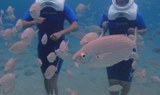 walk underwater thru sea trek adventure