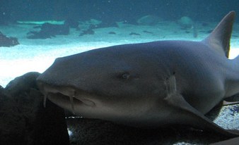 Shark Diving in Lanzarote Aquarium