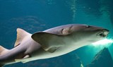 dive with sharks in Lanzarote