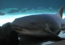 Lanzarote shark diving